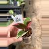 plant/PL54: Hoya Purple Pride “flamingo dream’”-0-thumbnail
