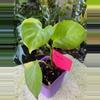 plant/Poonsin Pothos-1-thumbnail