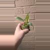 plant/Philodendron gloriousm pink back-1-thumbnail