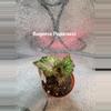 plant/Begonia Harmonys Papparazzi-0-thumbnail