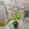 plant/*Trevor's Trail' heliconia (gorgeous flowers)-0-thumbnail