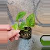 plant/Pothos Lizard Queen Starter-0-thumbnail