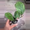 plant/Hoya Deykeae x chicken farm-0-thumbnail