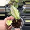 plant/PL8: Global Japan Pothos fully rooted cutting-0-thumbnail