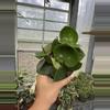 plant/Hoya Chelsea 4”-0-thumbnail
