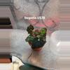 plant/Begonia U578-0-thumbnail