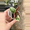 plant/PL54: Hoya Purple Pride “flamingo dream’”-1-thumbnail