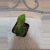 plant/Aglaomena Pictum Tricolor-0-thumbnail