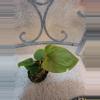 plant/Anthurium Nigrolaminum Gigi x Papillilaminum-0-thumbnail