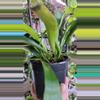plant/Staghorn fern-1-thumbnail