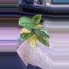 plant/Monstera Peru Variegated-0-thumbnail