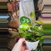 plant/Hoya Australis Lisa 5"-1-thumbnail