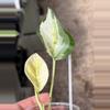 plant/PL32: Global Japan Pothos fully rooted cutting-0-thumbnail
