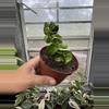 plant/Hoya Compacta 4”-0-thumbnail