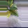 plant/Monstera Peru Variegated-1-thumbnail