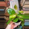 plant/Hoya Australis Lisa 5"-0-thumbnail