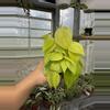 plant/Philodendron Cordatum Lemon 4”-0-thumbnail