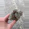 plant/Begonia Rex Jolly Silver starter plant growers choice-2-thumbnail