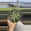 plant/Sedeveria Dark Elf-0-thumbnail