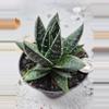plant/Gasteraloe hybrid-0-thumbnail