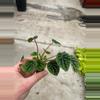 plant/Peperomia Green Ripple starter plant growers choice-2-thumbnail