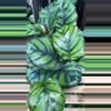 plant/Calathea Fasciata “Rotundiflora” starter plant growers choice-0-thumbnail