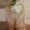 plant/Aurea Yucatan Princess and Variegated Longiloba pack-2-thumbnail