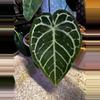 plant/Anthurium Zara X Michelle-0-thumbnail