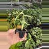 plant/Monstera white monster starter plant growers choice-6-thumbnail