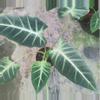 plant/Alocasia frydek cultivar “white vein” starter plant growers choice-0-thumbnail