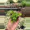 plant/Parvati Fern 2” pot growers choice-3-thumbnail