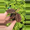 plant/Ardisia .sp starter plant growers choice-1-thumbnail