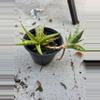 plant/Walking Sanseveria-0-thumbnail