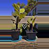 plant/Sycamore sapling-0-thumbnail