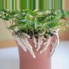 plant/White Rabbits Foot Fern starter plant growers choice-0-thumbnail
