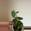 plant/Hoya Cumingiana-3-thumbnail