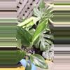 plant/variegated Monstera standleyana, also commonly known as the "Philodendron Cobra"-2-thumbnail