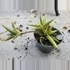 plant/Walking Sanseveria w/ pal-0-thumbnail