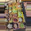plant/Mystery imported succulents 1 pc-1-thumbnail