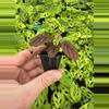 plant/Ardisia .sp starter plant growers choice-6-thumbnail