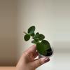 plant/Hoya Cumingiana-3-thumbnail