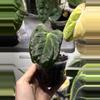 plant/Anthurium Ralph Lynam x Fort Sherman-0-thumbnail