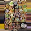 plant/Mystery imported succulents 1 pc-3-thumbnail