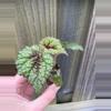 plant/Begonia Masoniana Iron Cross starter plant growers choice RR3-2-thumbnail
