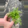 plant/White Rabbits Foot Fern starter plant growers choice-1-thumbnail