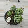 plant/Haworthiopsis Coarctata-0-thumbnail