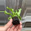plant/Birds Nest “Leslie” Fern starter plant growers choice-4-thumbnail