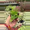 plant/Parvati Fern 2” pot growers choice-4-thumbnail