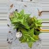plant/Aloe Juvenna-1-thumbnail