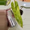 plant/philodendron billietiae variegated-2-thumbnail